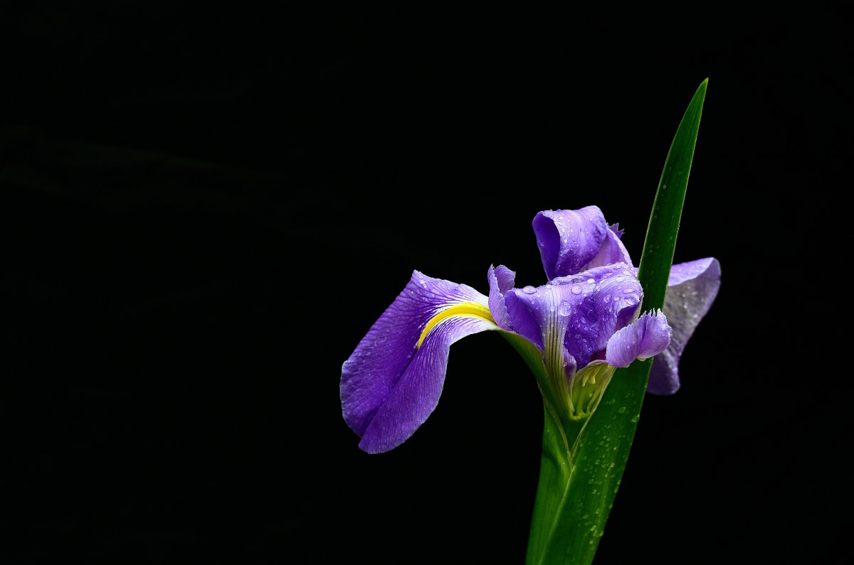 鳶尾花圖片大圖,高清圖片