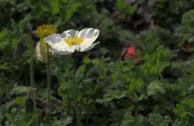 虞美人草图片高清虞美人草图片 虞美人草图片高清虞美人草图片