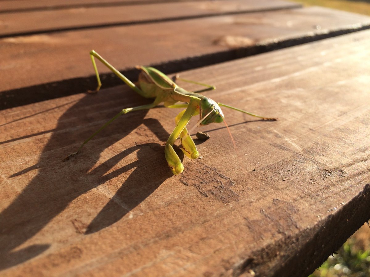 有着绿色外表的螳螂图片