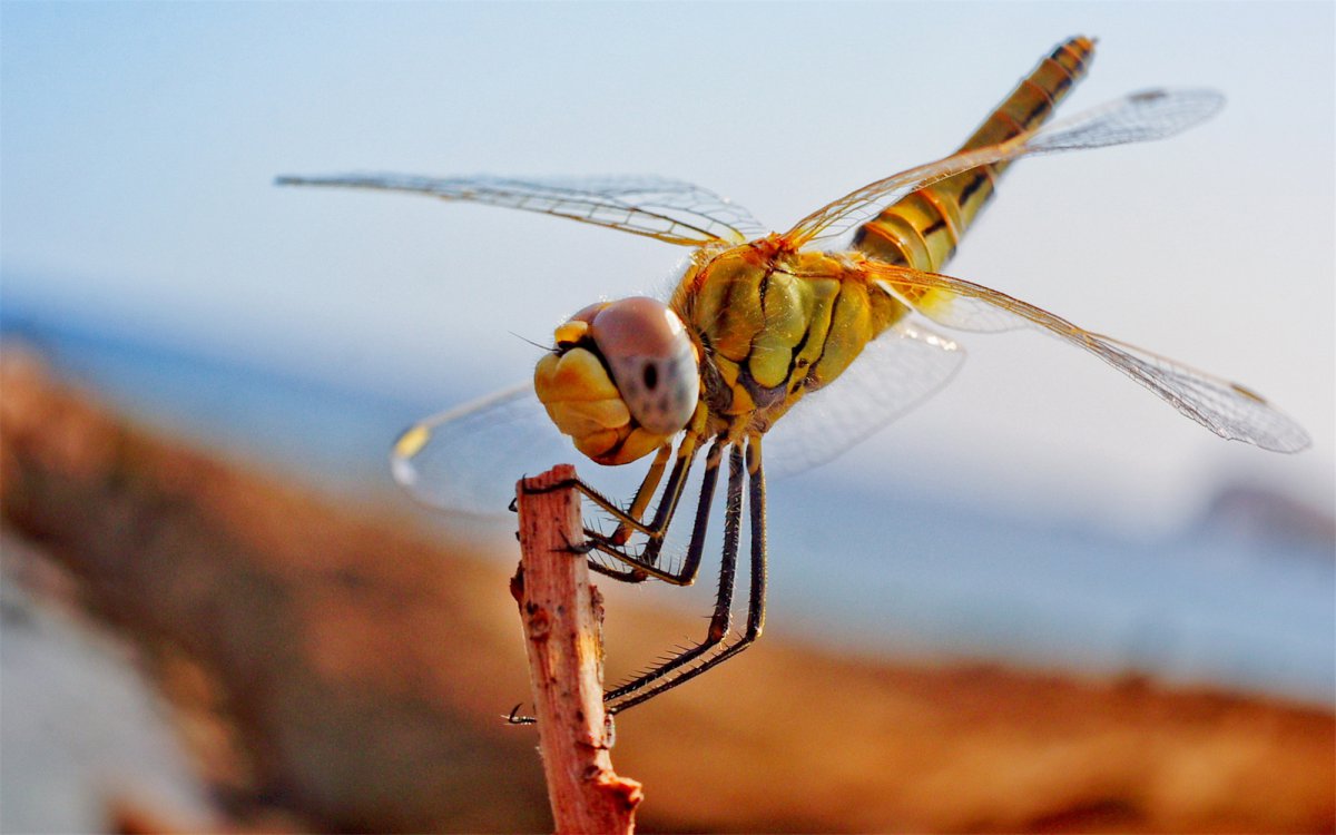 唯美的蜻蜓图片,高清图片