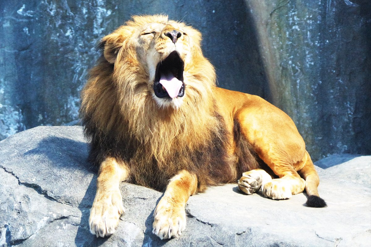 凶猛威武的雄狮图片