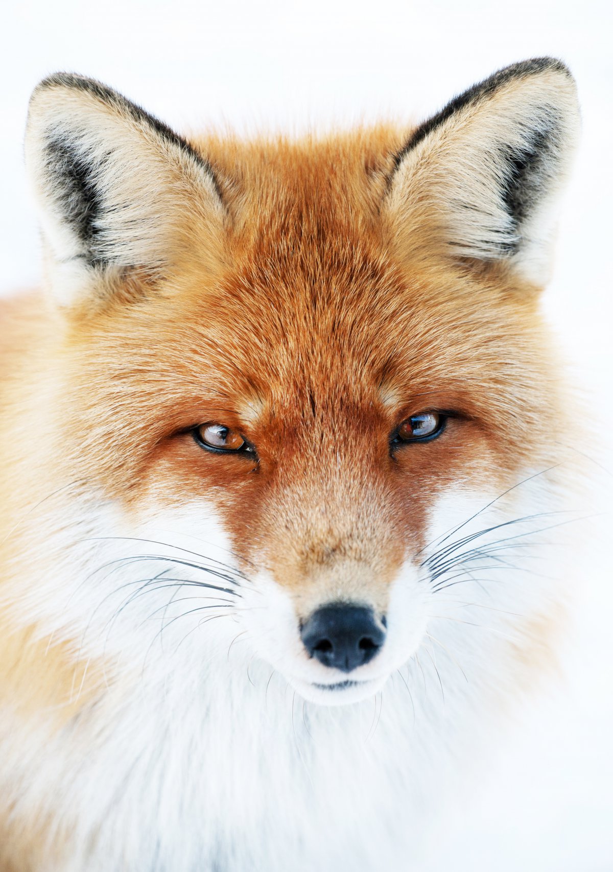 狐狸的样子图片霸气图片