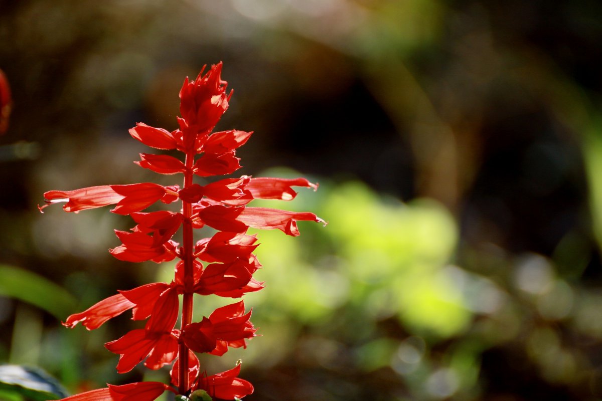 一串红图片,高清图片