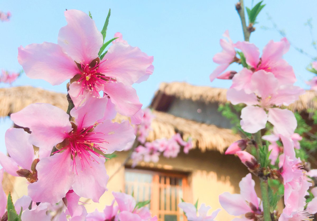 春季唯美桃花圖片