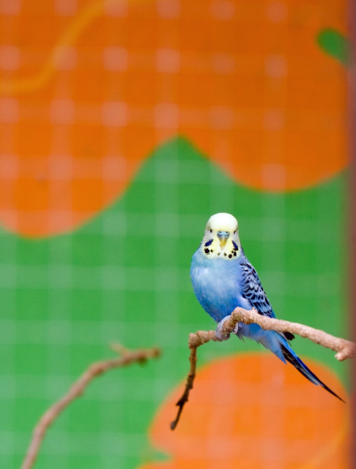 灰蓝头鹦鹉寿命图片