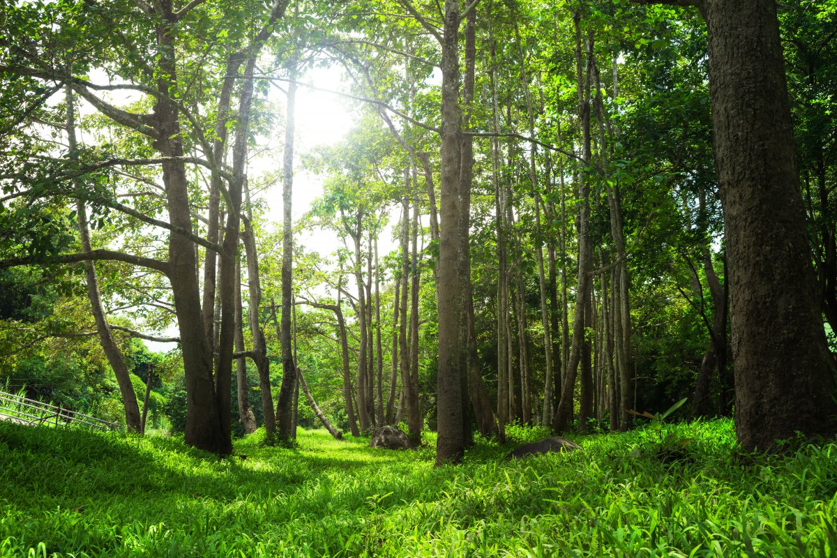 林中阳光景色图片