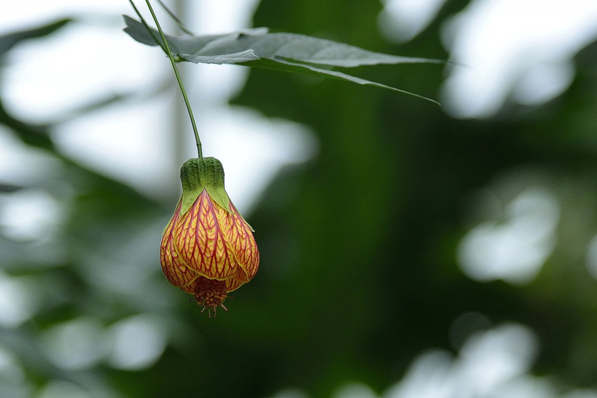 風鈴花圖片大圖