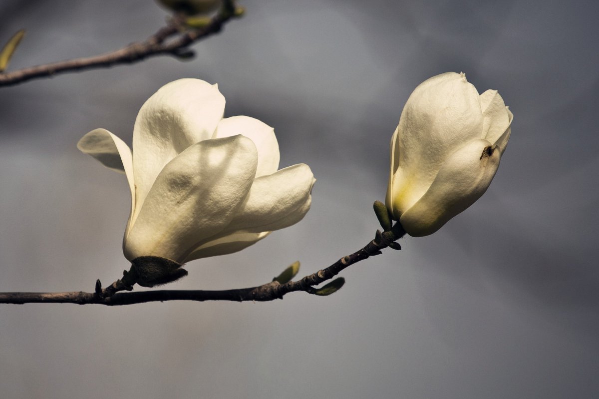 白色玉兰花高清图片