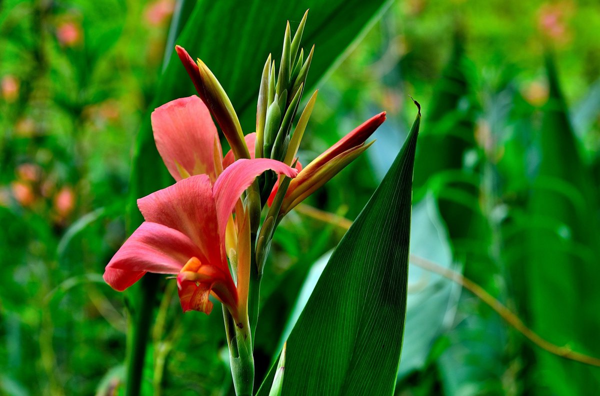 粉红色美人蕉图片