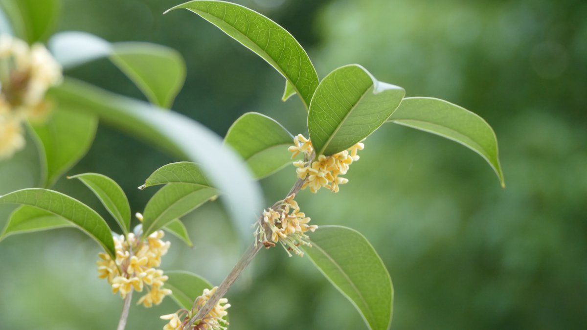 香甜的金色桂花图片,高清图片