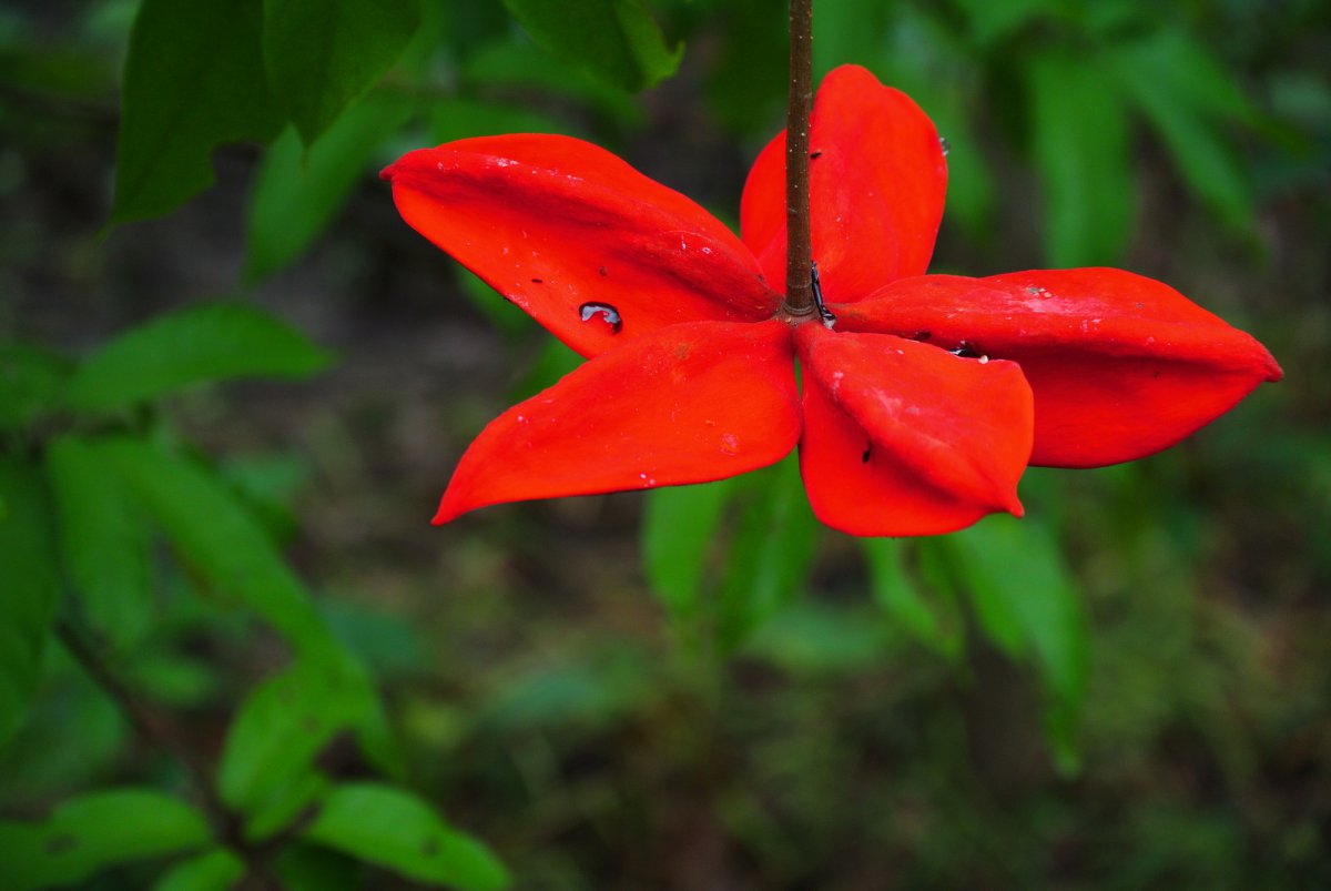 五星花图片