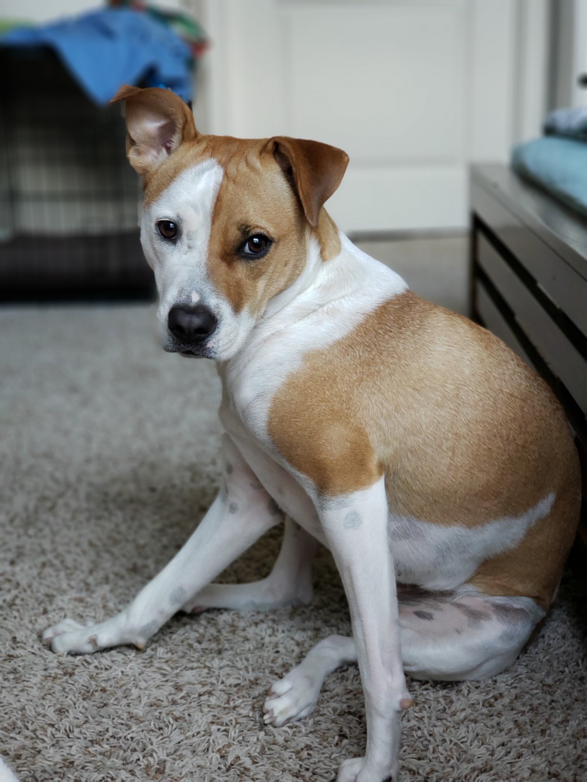 呆萌的黄白宠物狗图片