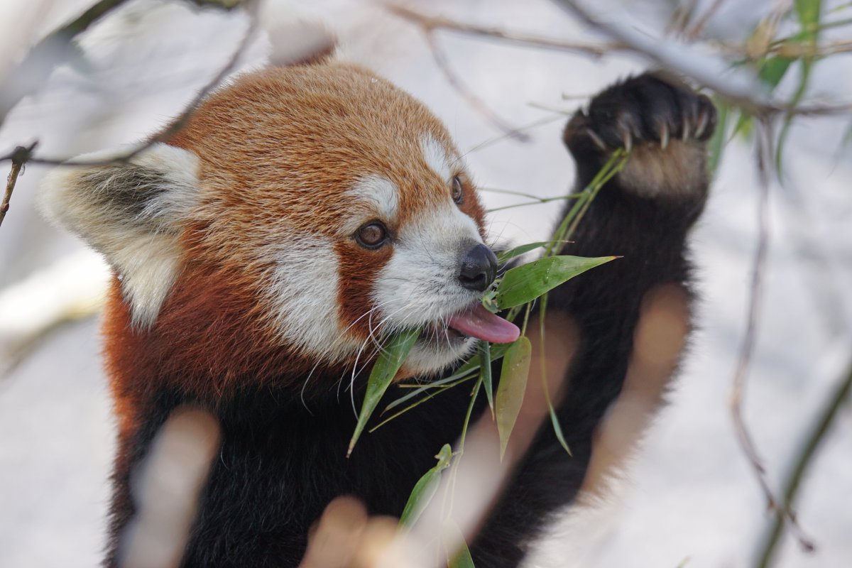 萌萌的小熊猫图片