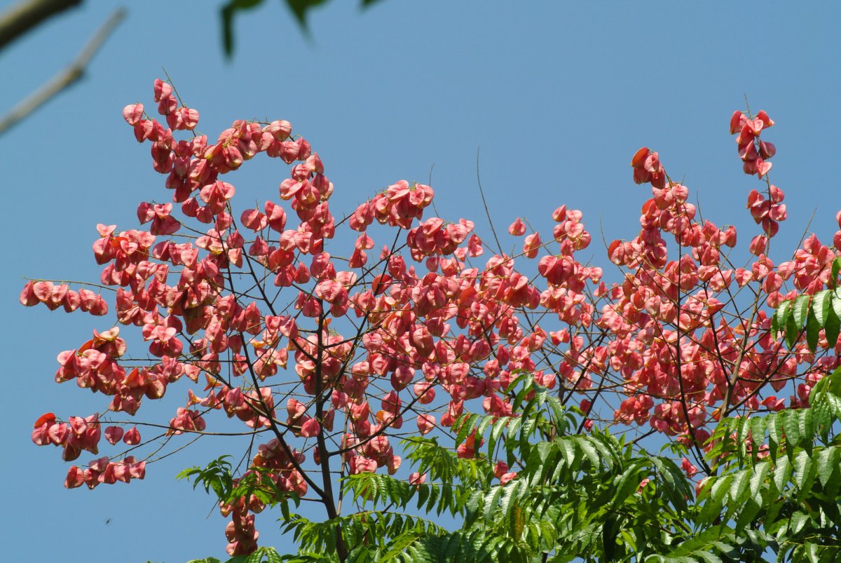 欒樹花圖片