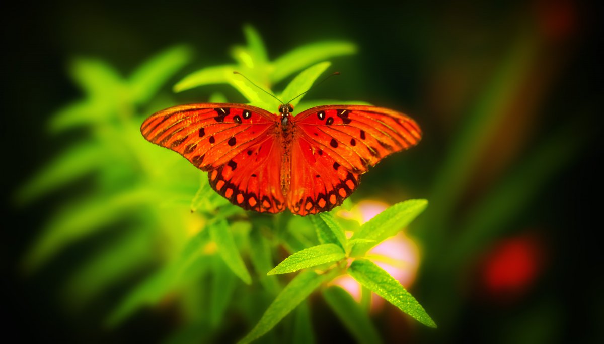 红色的蝴蝶有哪些品种图片