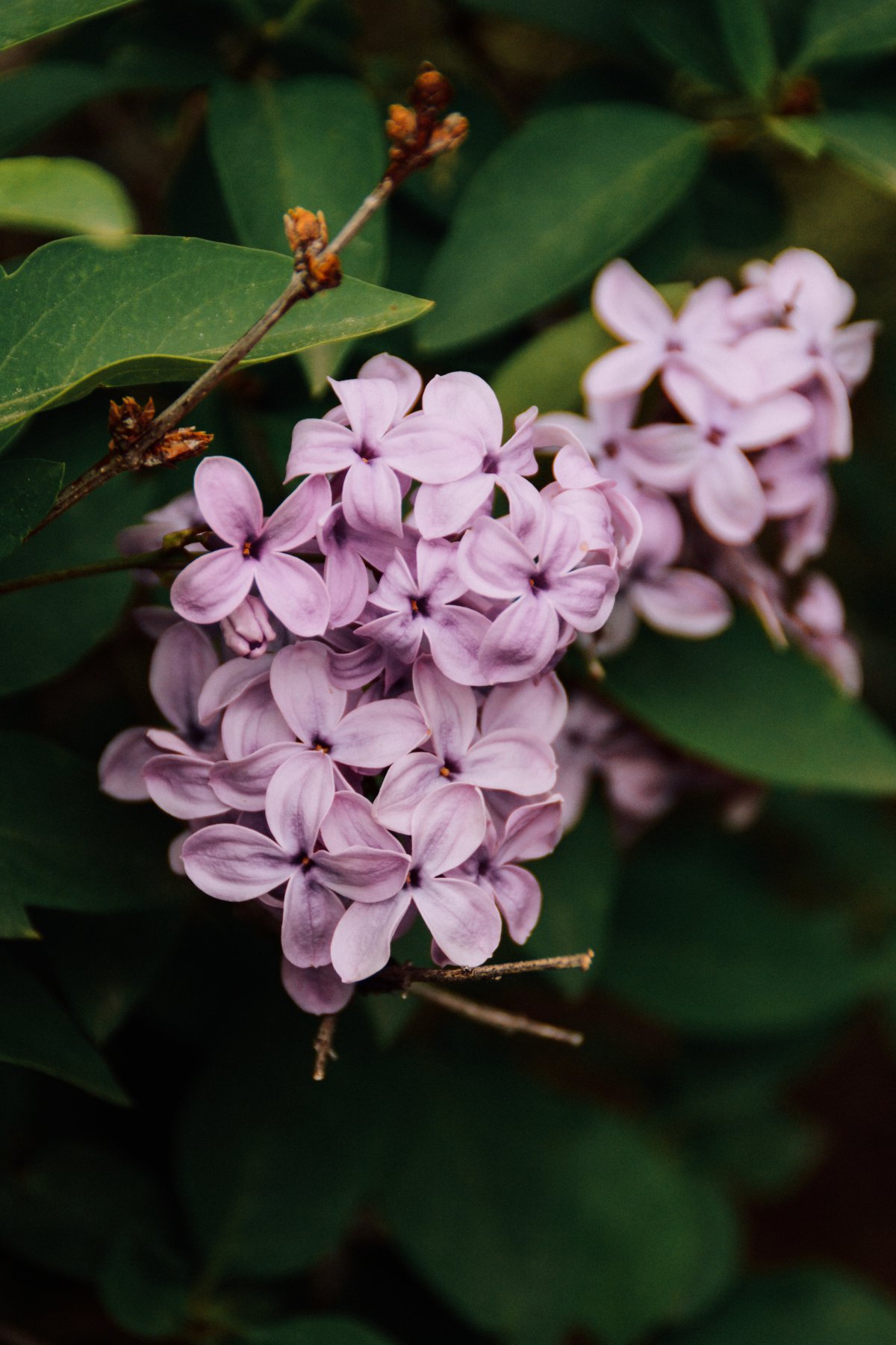 丁香花的图片(丁香花什么颜色)