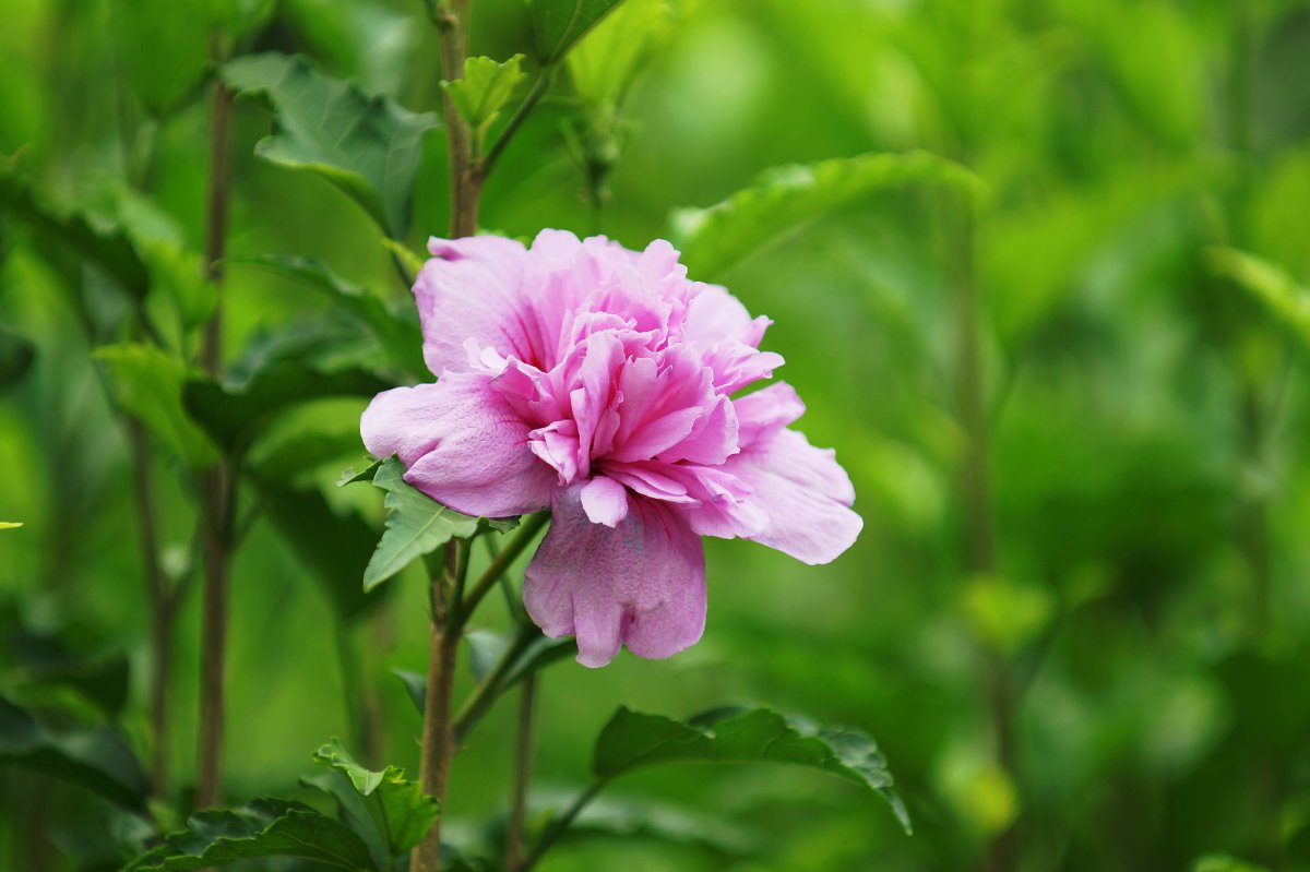 多彩芙蓉花圖片,高清圖片