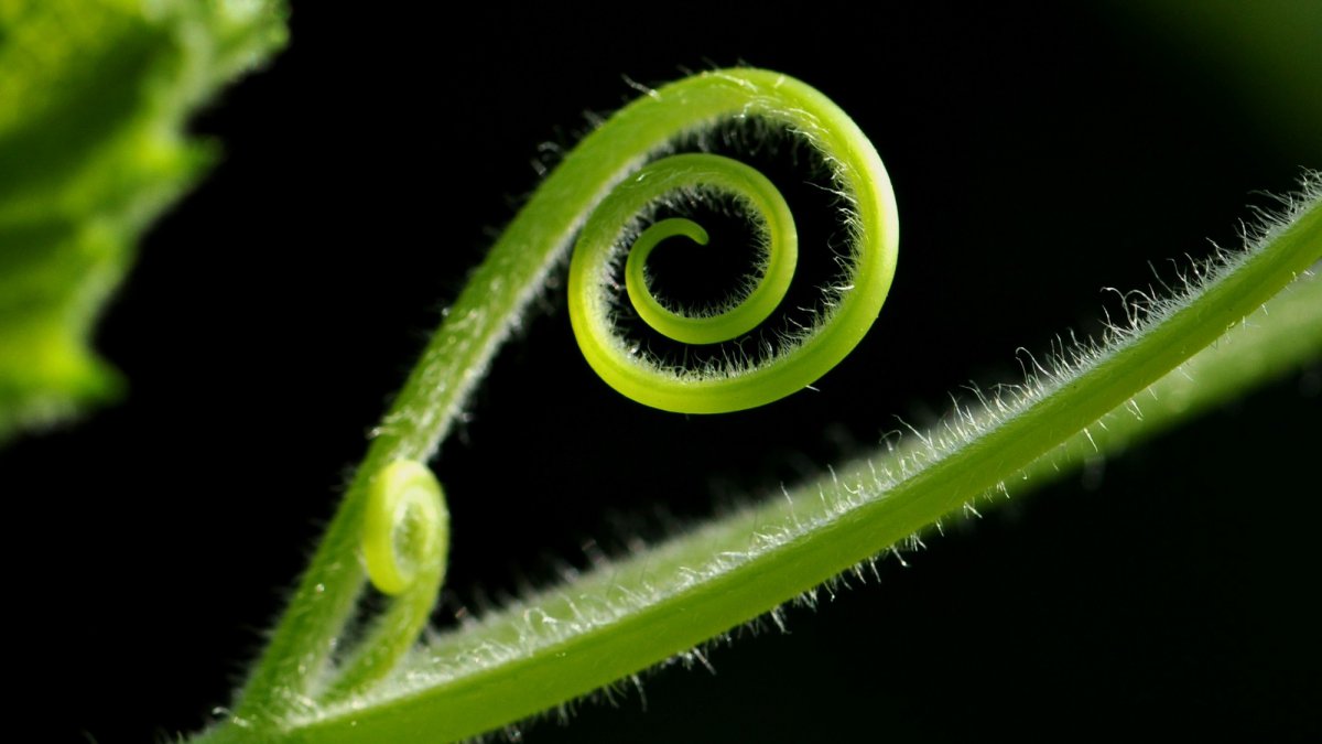 植物藤蔓图片