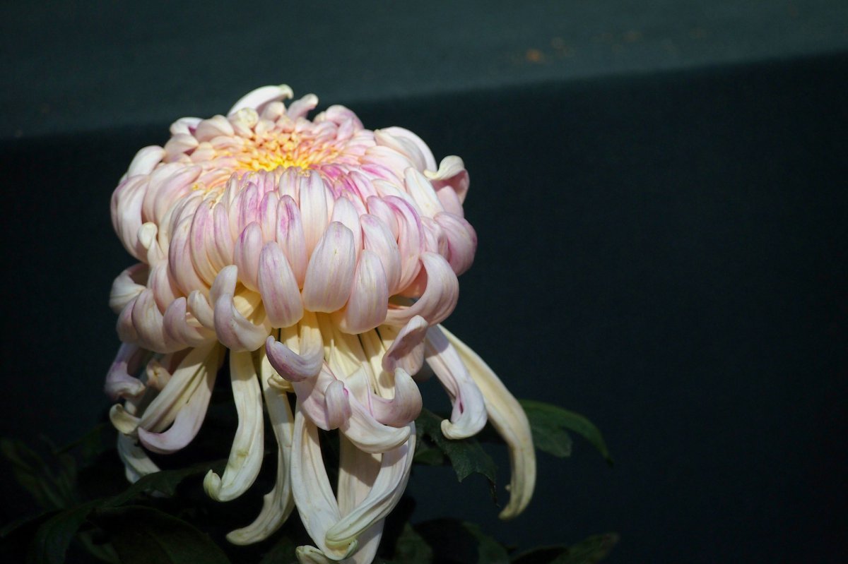 形态各异的菊花图片