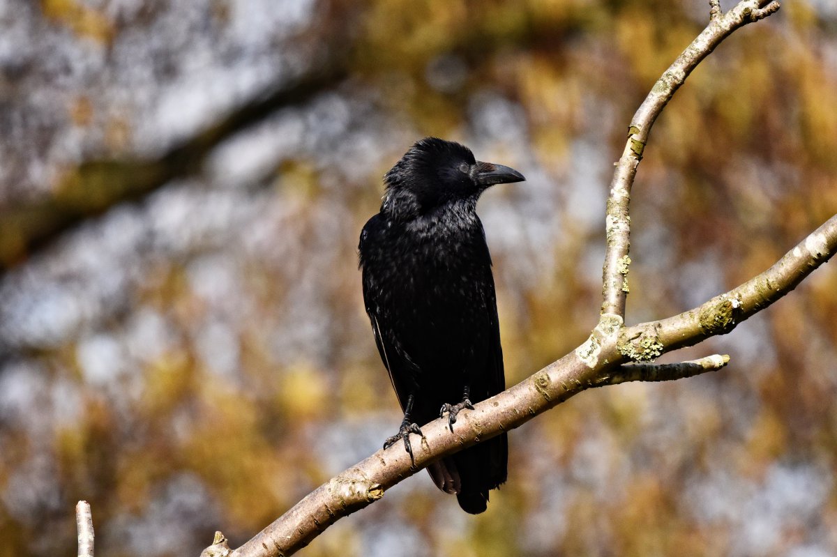 简介:一组精美的黑色羽毛的乌鸦图片,黑色,羽毛,乌鸦,图片,标签:乌鸦