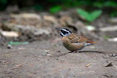 高清五道眉图片