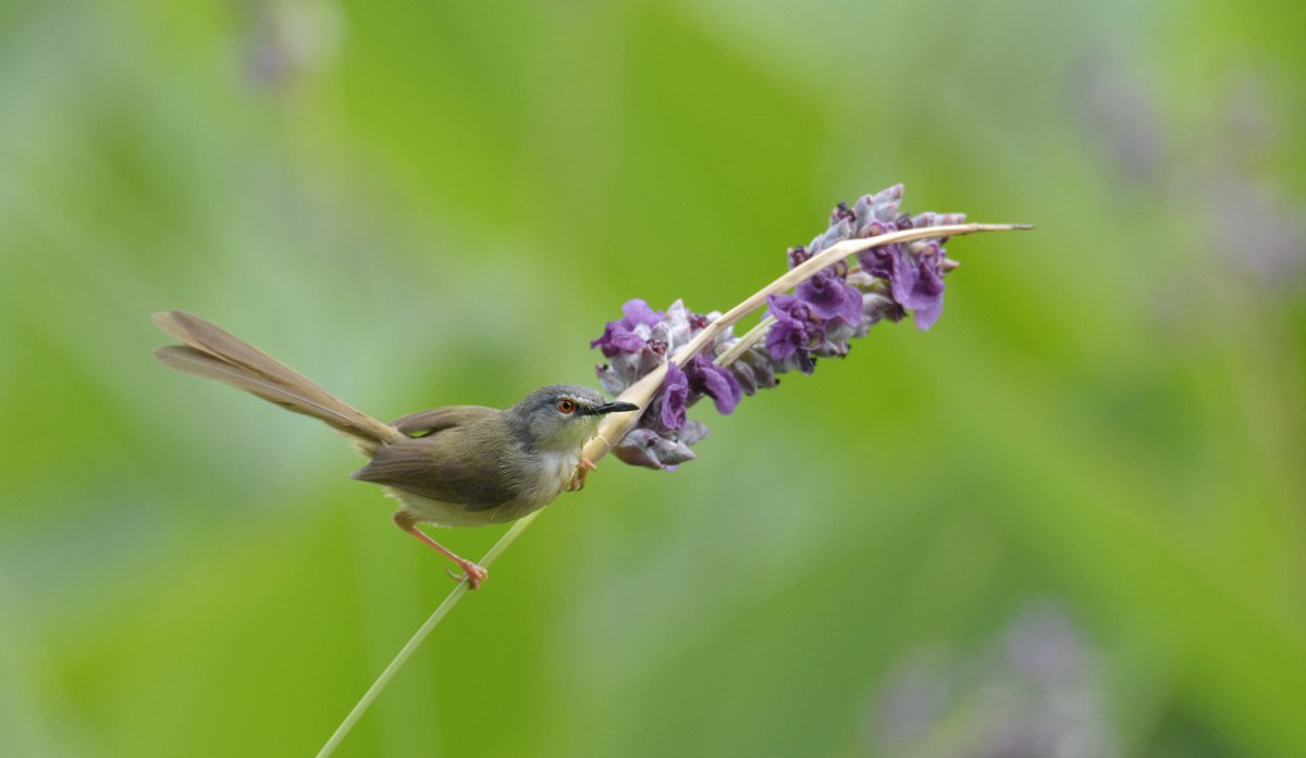 黄腹鹪莺鸟类图片,高清图片