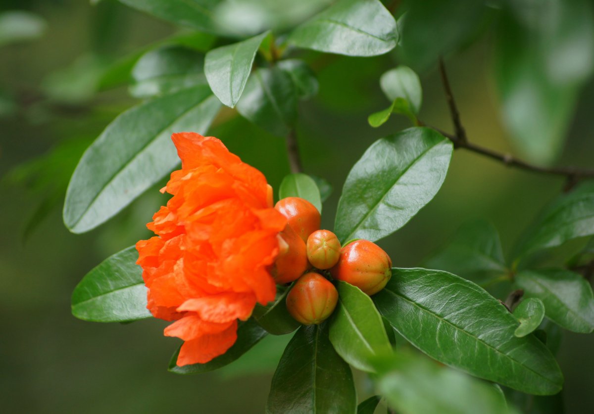 紅色石榴花高清圖片