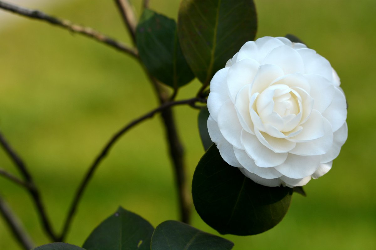 白色山茶花高清圖片