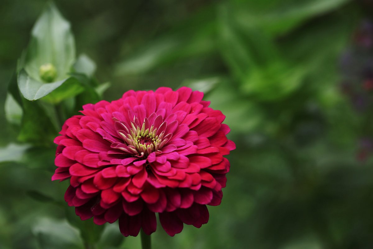 红色小野花图片