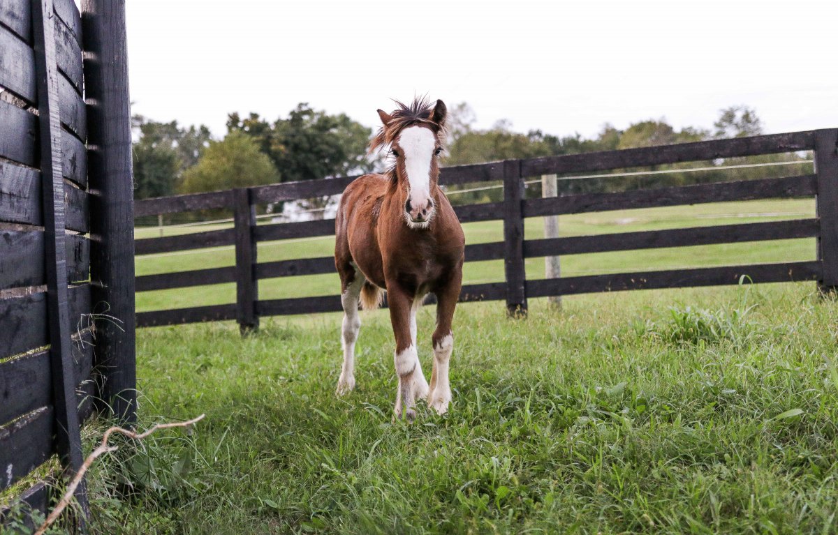 一匹马高清图片