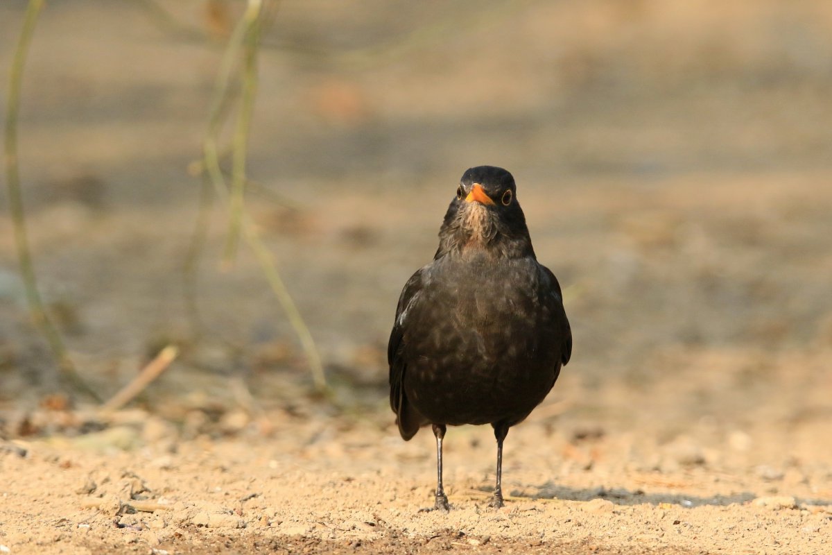 乌鸫鸟高清图片