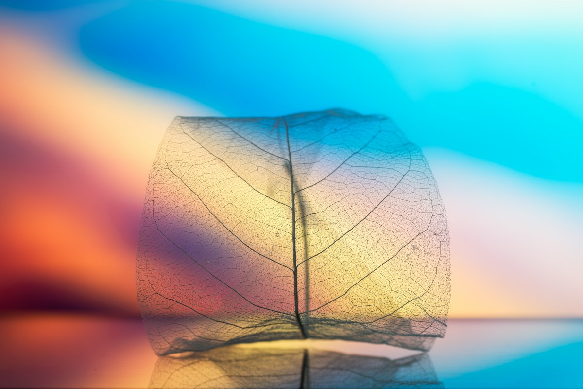 透明叶脉图片