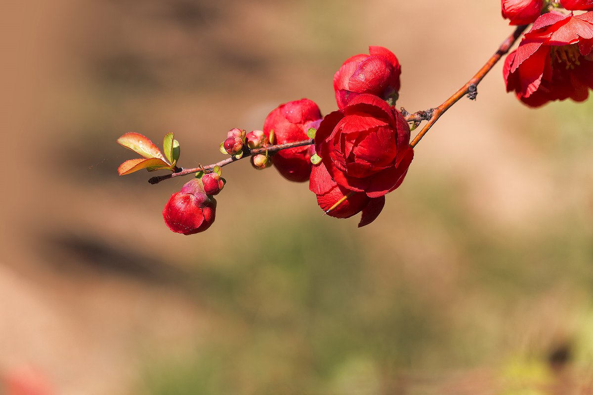 红双喜海棠图片