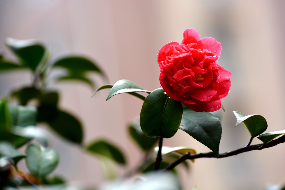 红山茶花图片