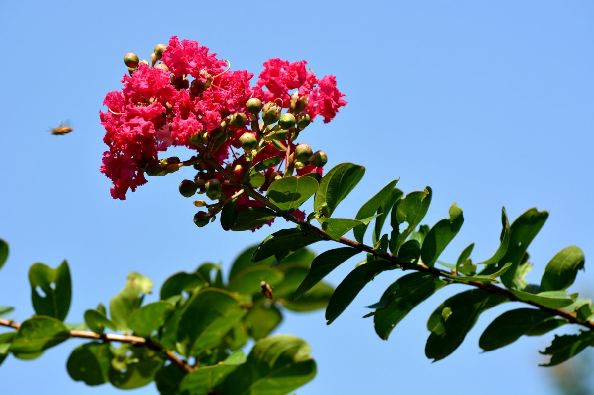 红色紫薇花图片,高清图片