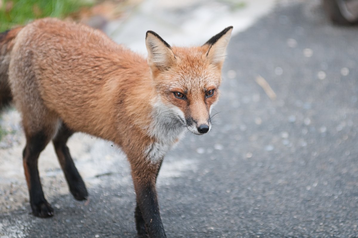 狡诈的狐狸图片