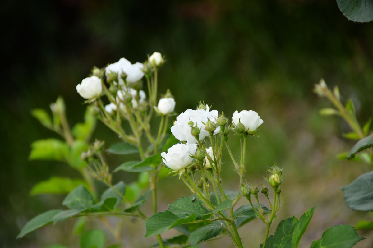 白色和粉色蔷薇花图片