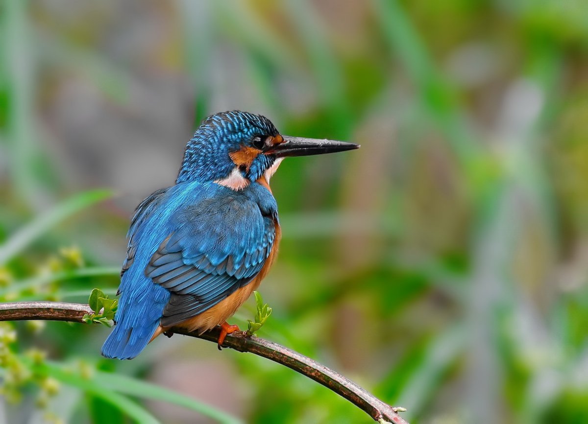 簡介:一組精美的捕魚的翠鳥圖片,捕魚,翠鳥,圖片,標籤:鳥類翠鳥特別