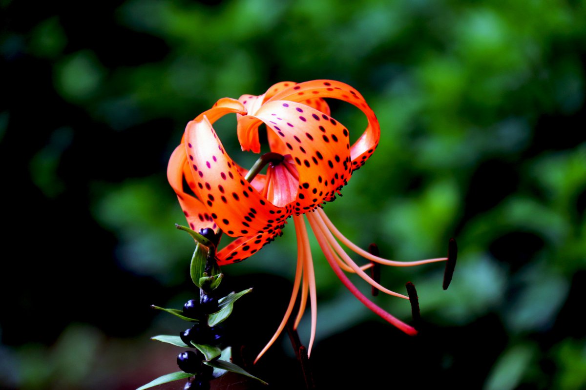 娇俏的野百合图片