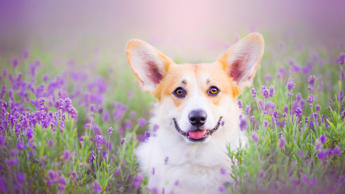 高清可愛柯基犬圖片