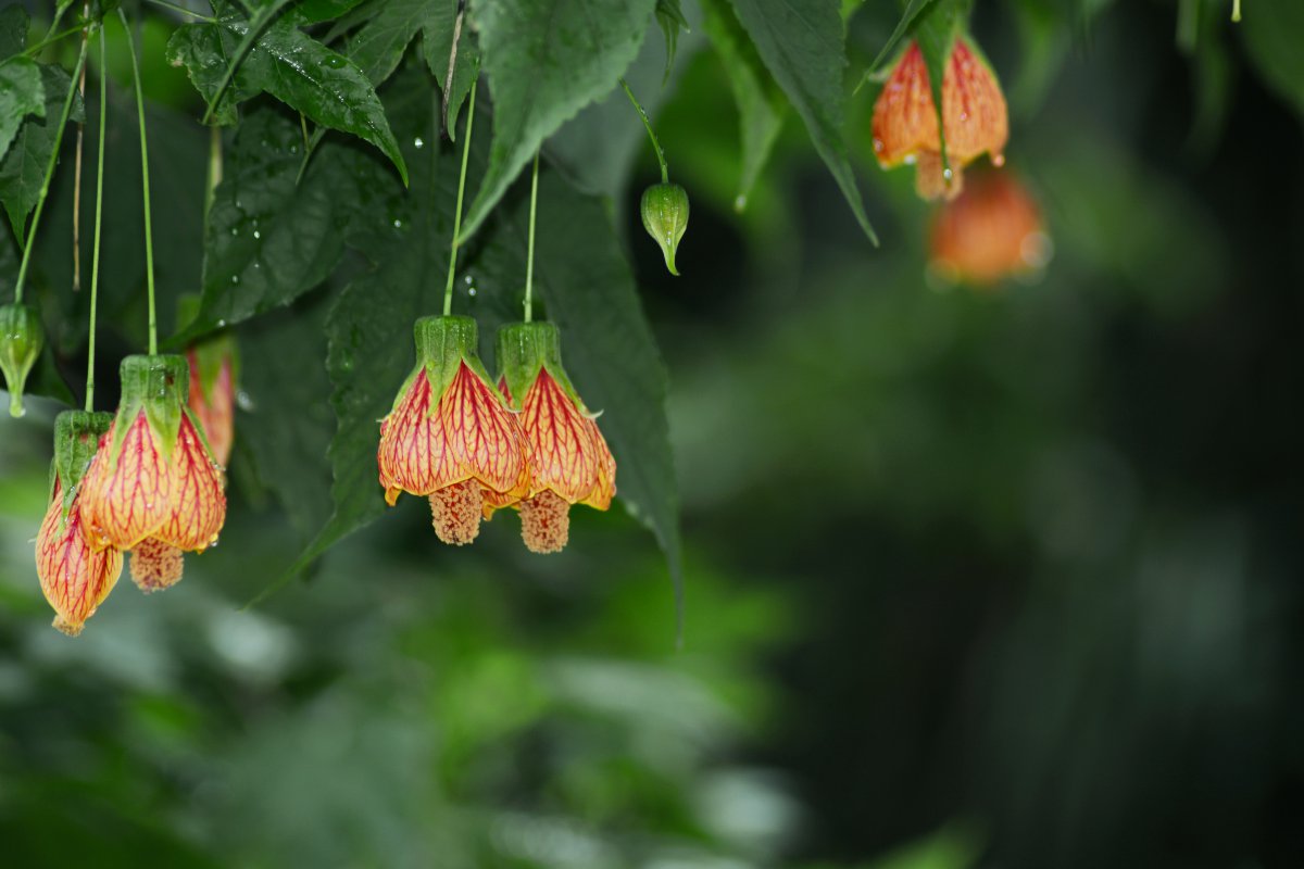 盛开中的金铃花图片,高清图片