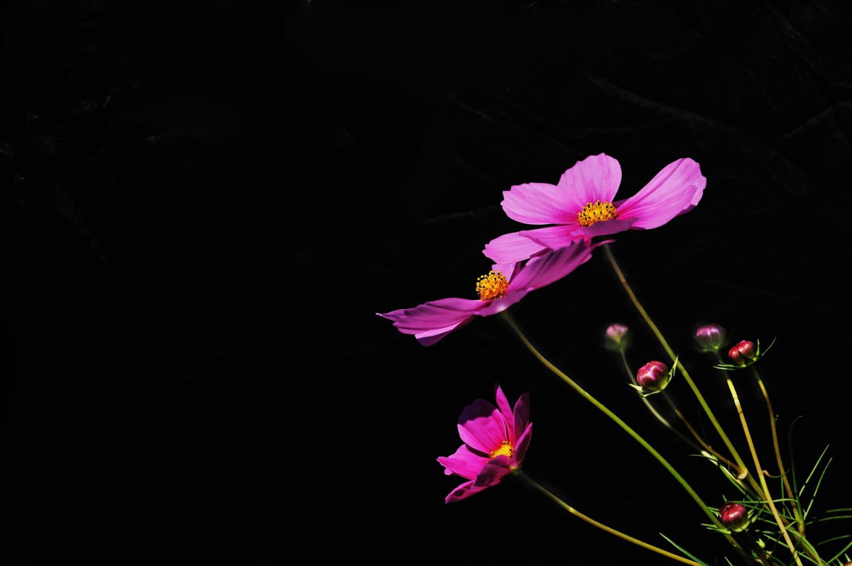 黑色背景下的格桑花圖片,高清圖片