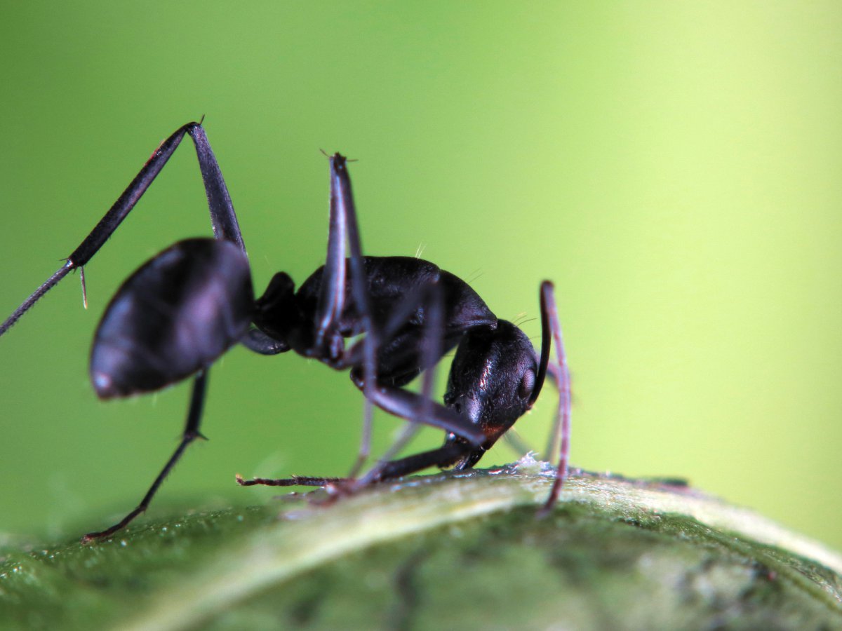 黑蚂蚁的样子图片