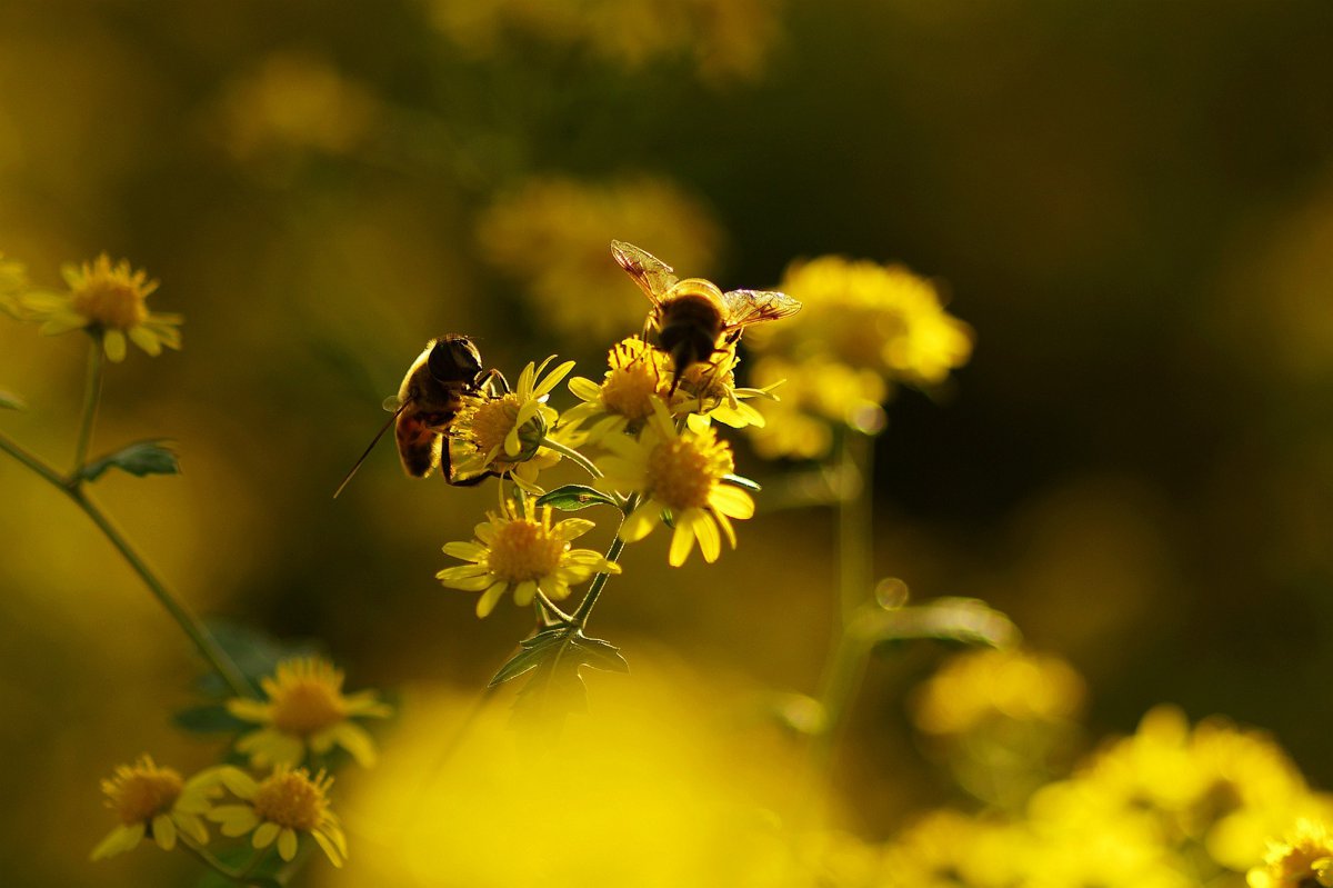 一群蜜蜂采蜜的图片图片
