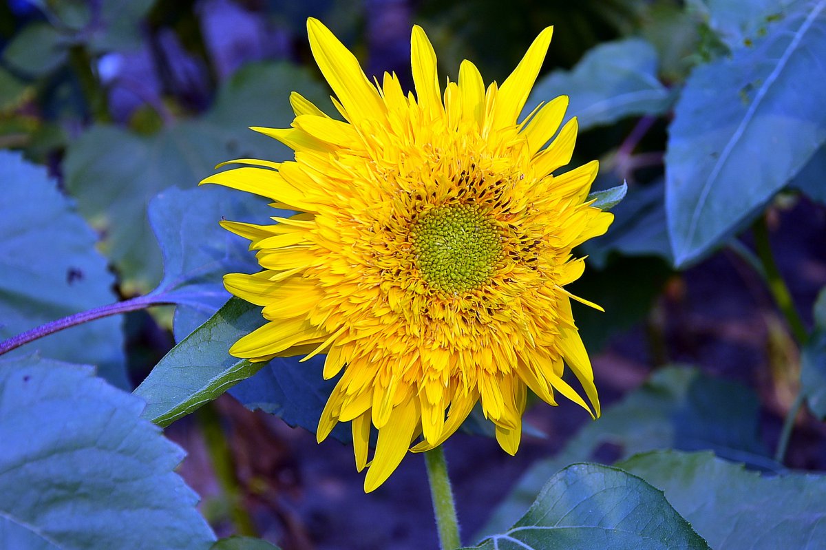 各种颜色的向日葵图片