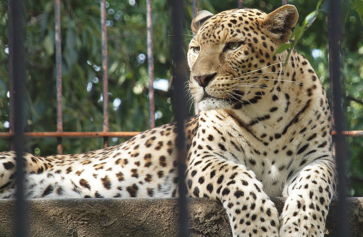 漂亮威武的金钱豹图片