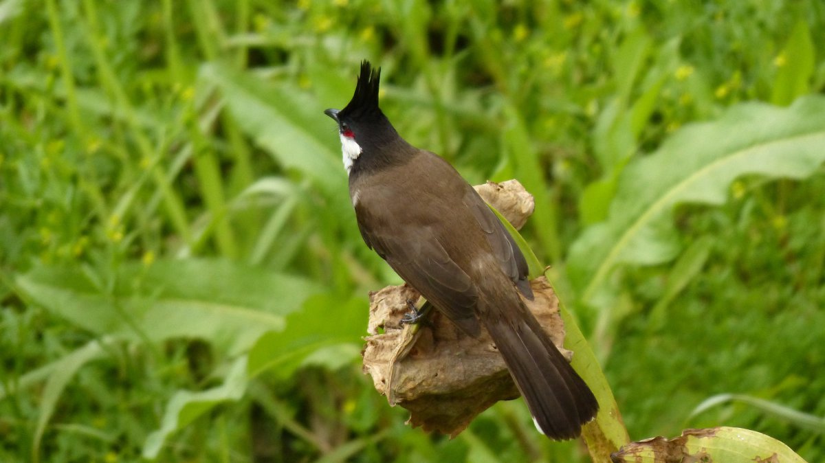 紅耳鵯鳥類圖片