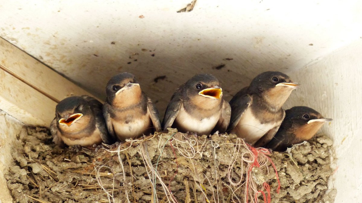 燕巢中的雏燕图片,高清图片