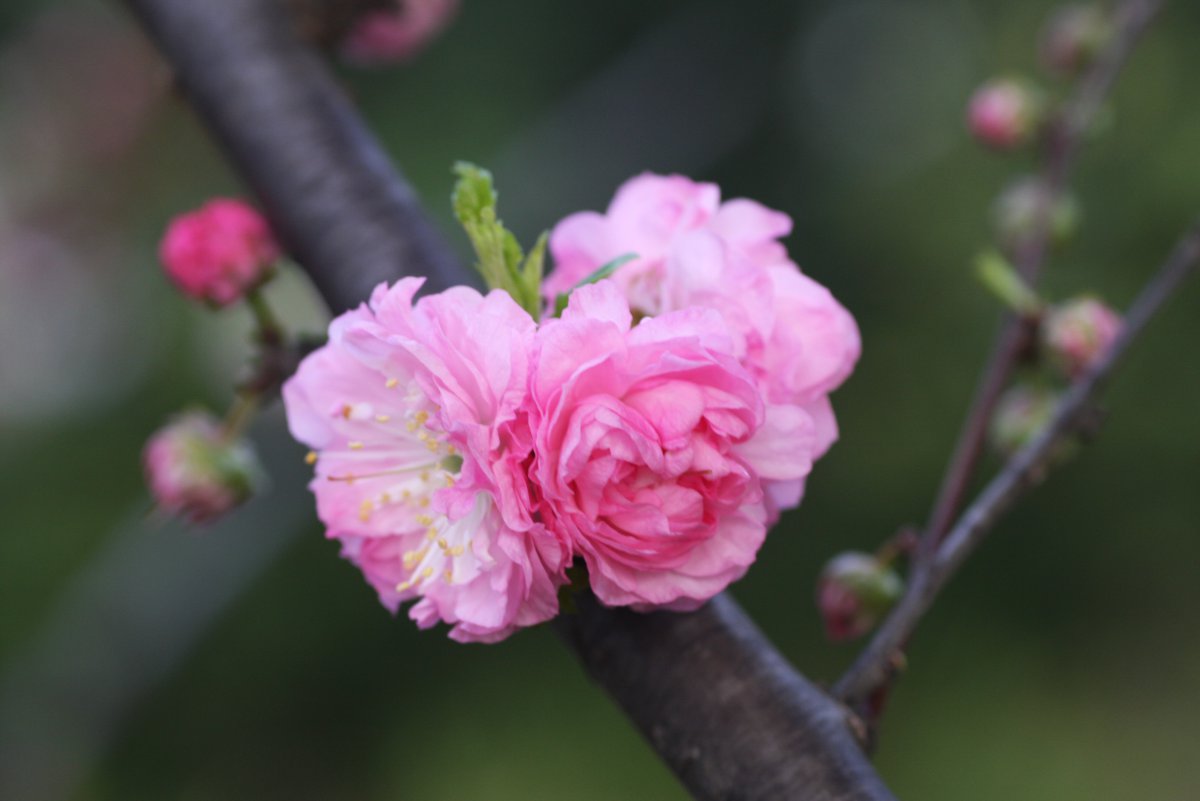 粉色郁李花图片