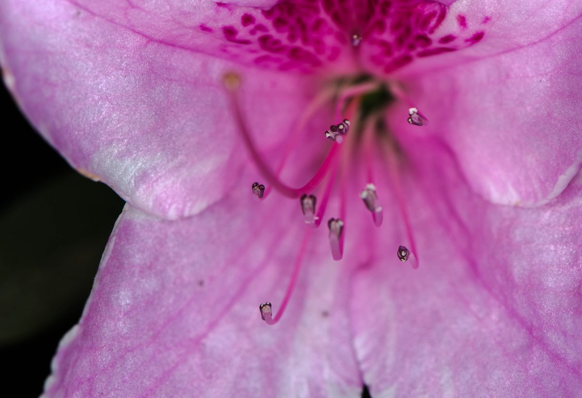 鲜花微距摄影图片